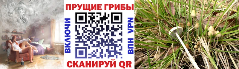 мега ONION мориарти Telegram Псилоцибиновые грибы Psilocybe Каменка